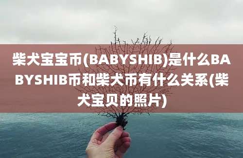 柴犬宝宝币(BABYSHIB)是什么BABYSHIB币和柴犬币有什么关系(柴犬宝贝的照片)