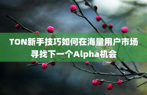 TON新手技巧如何在海量用户市场寻找下一个Alpha机会