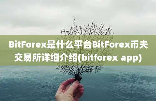 BitForex是什么平台BitForex币夫交易所详细介绍(bitforex app)